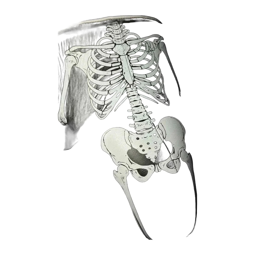 Black skeleton design boxing groin guard